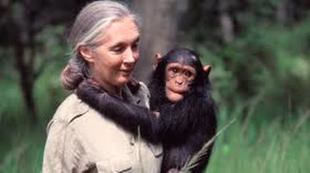 Portrait of Dr. Jane Goodall — primatologist and conservationist